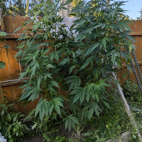 AMG #1 growlog photo: Growing strong after a slight reveg. Showing very small predlowers. Hoping to see action in the next couple weeks