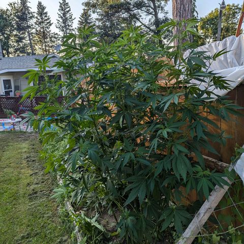 AMG #1 growlog photo: Growing strong after a slight reveg. Showing very small predlowers. Hoping to see action in the next couple weeks