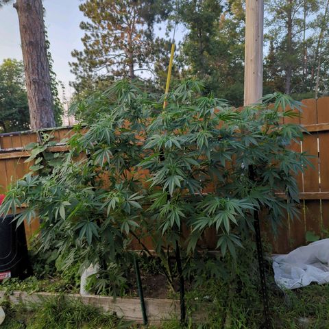 AMG #1 growlog timeline photo