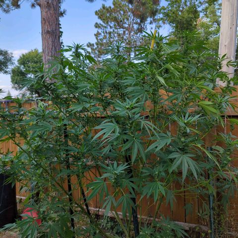 AMG #1 growlog timeline photo
