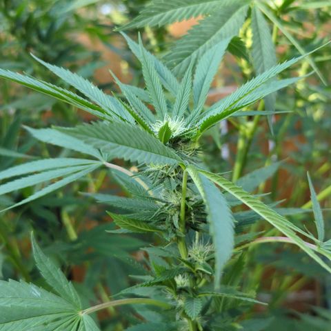 AMG #1 growlog timeline photo
