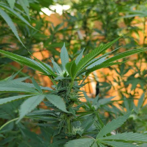 AMG #1 growlog timeline photo