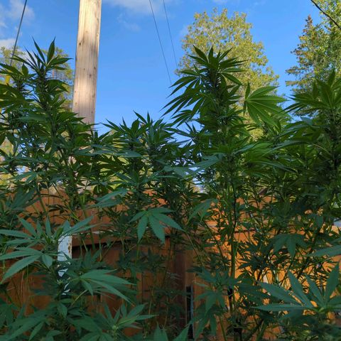 AMG #1 growlog timeline photo