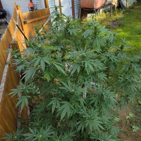 AMG #1 growlog timeline photo