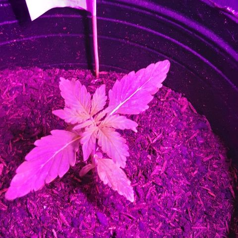 ak47 growlog timeline photo