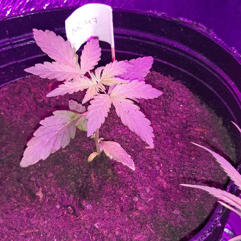 ak47 growlog photo: Se le agrego mas sustrato 