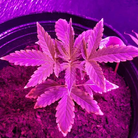 ak47 growlog timeline photo