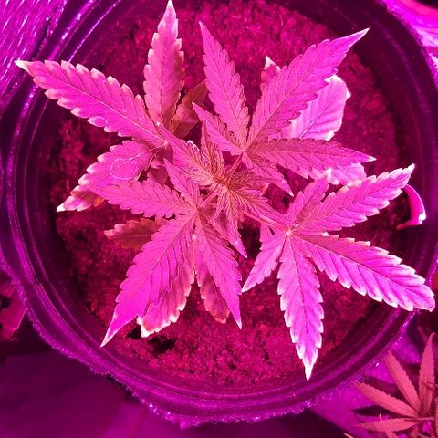 ak47 growlog timeline photo