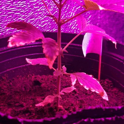 ak47 growlog timeline photo
