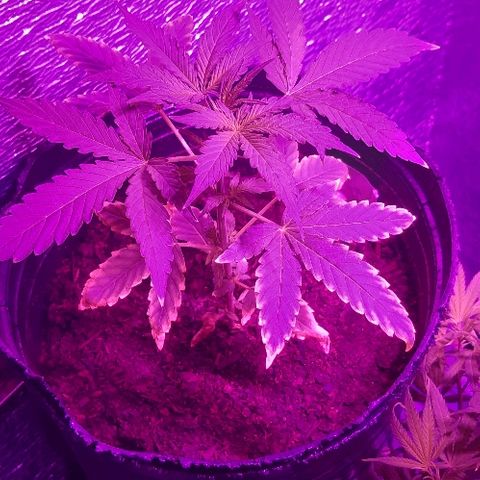 ak47 growlog timeline photo