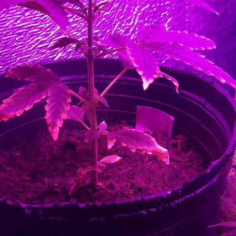 ak47 growlog timeline photo