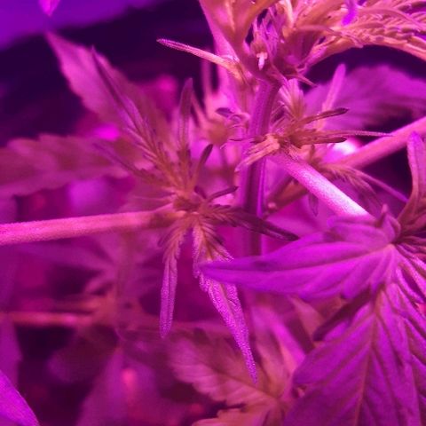 ak47 growlog photo: Definio su sexo