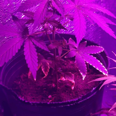 ak47 growlog timeline photo