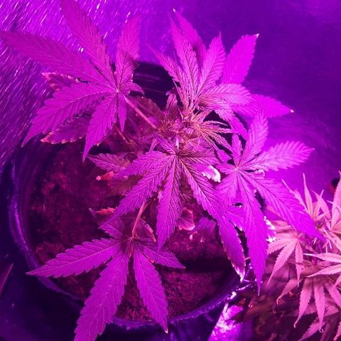 ak47 growlog timeline photo