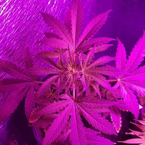 ak47 growlog timeline photo