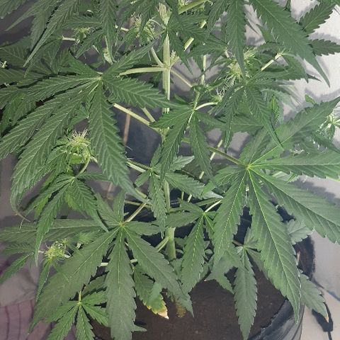 ak47 growlog timeline photo