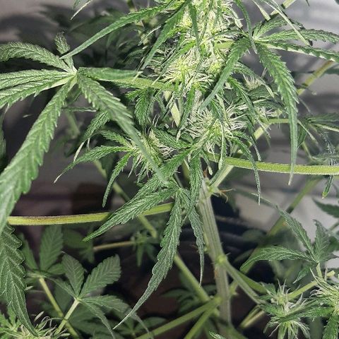 ak47 growlog timeline photo