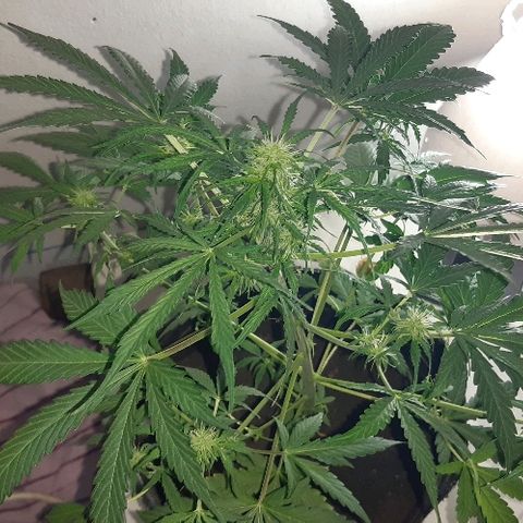 ak47 growlog timeline photo