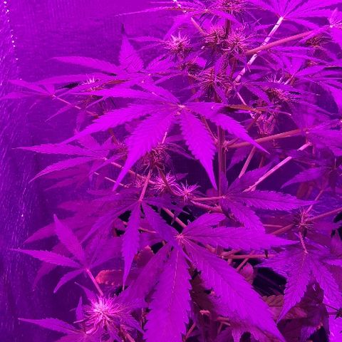 ak47 growlog timeline photo