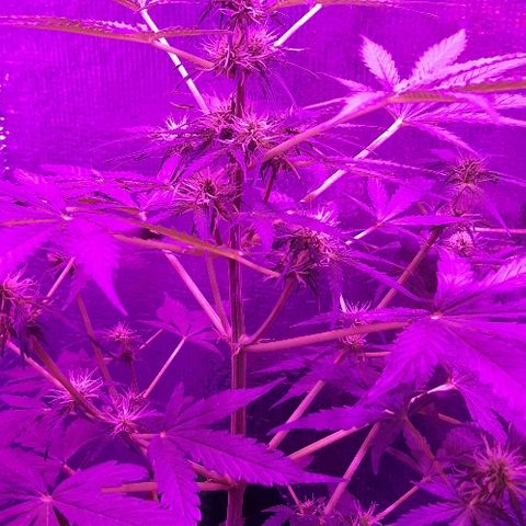ak47 growlog timeline photo