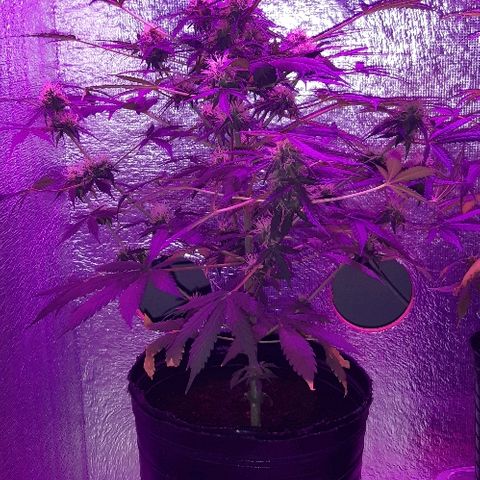 ak47 growlog timeline photo