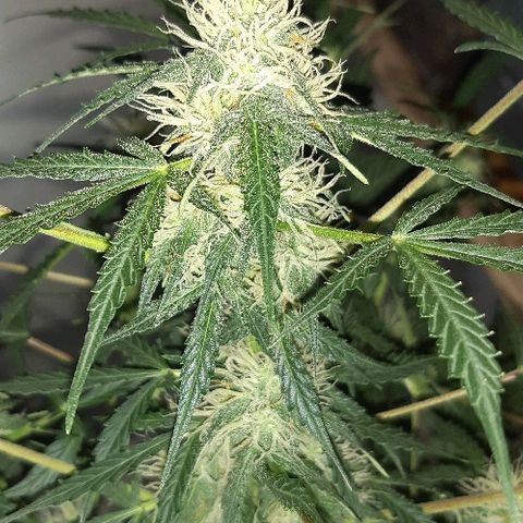 ak47 growlog timeline photo