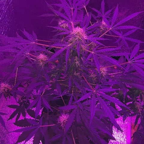 ak47 growlog timeline photo