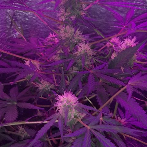 ak47 growlog timeline photo