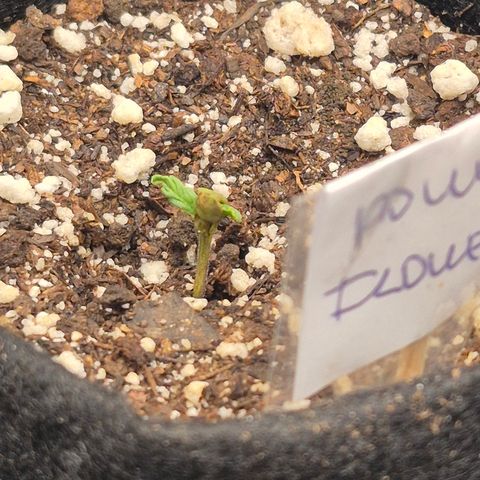 Power Flower growlog timeline photo