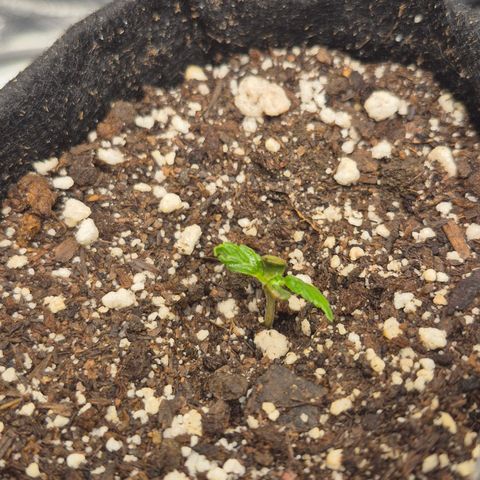 Power Flower growlog timeline photo