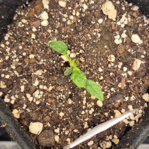 Power Flower growlog timeline photo