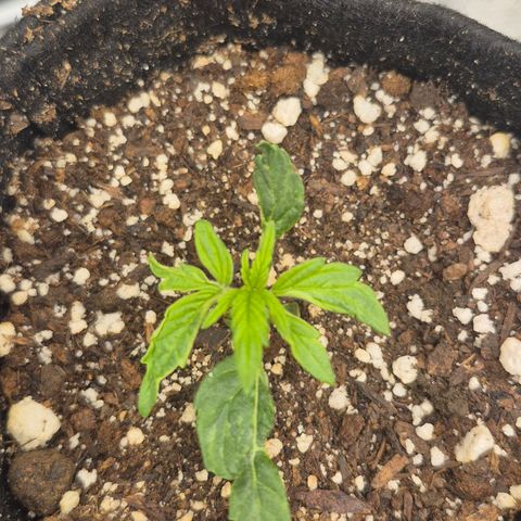 Power Flower growlog timeline photo