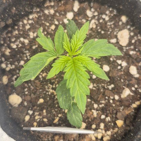 Power Flower growlog timeline photo