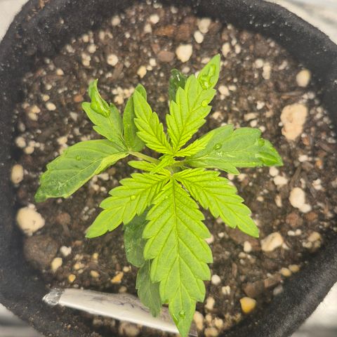 Power Flower growlog timeline photo