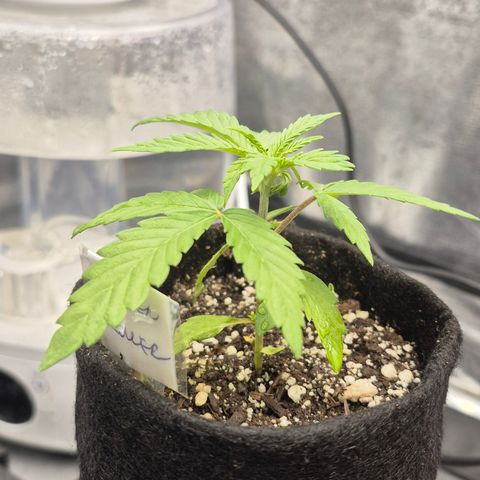 Power Flower growlog timeline photo