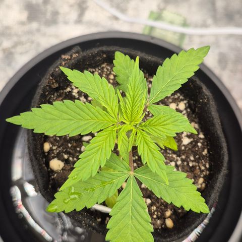 Power Flower growlog timeline photo