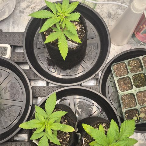 Power Flower growlog timeline photo