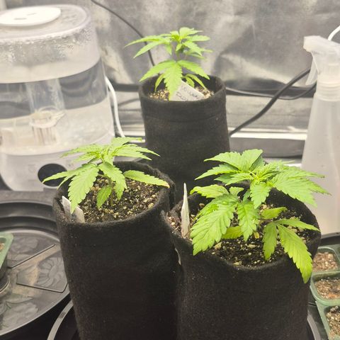 Power Flower growlog timeline photo