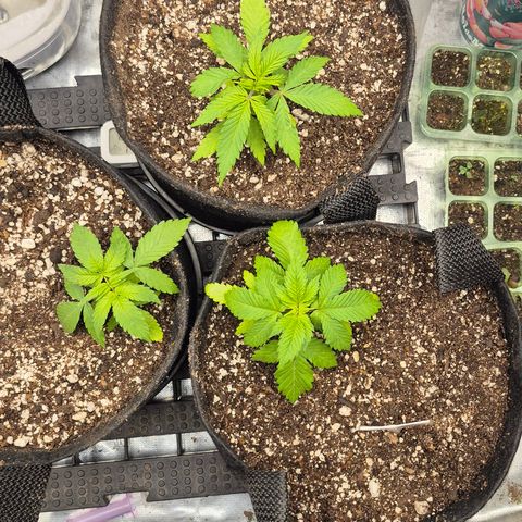 Power Flower growlog timeline photo