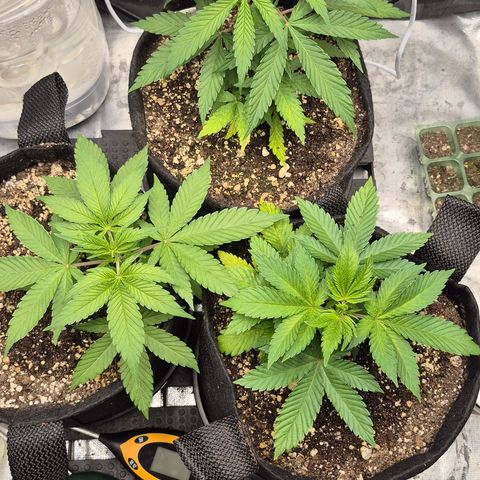Power Flower growlog timeline photo