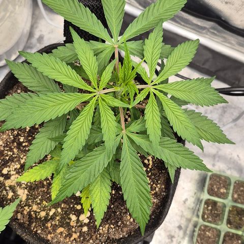 Power Flower growlog timeline photo