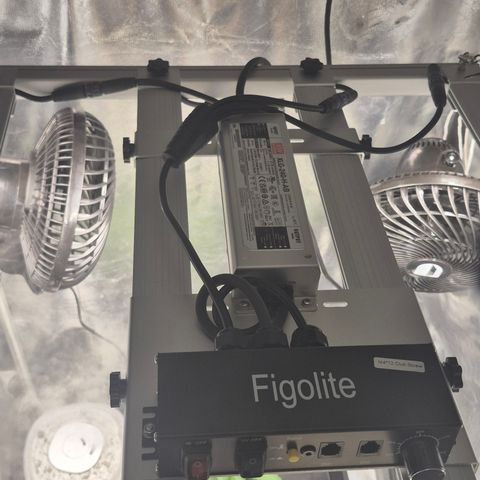 Power Flower growlog timeline photo