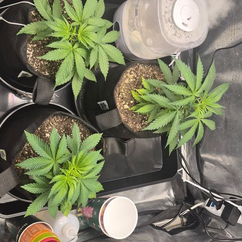 Power Flower growlog timeline photo