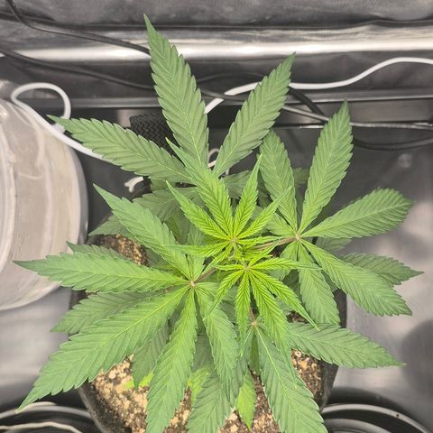 Power Flower growlog timeline photo