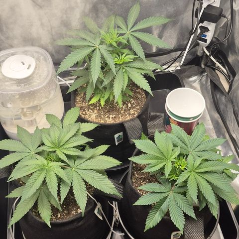 Power Flower growlog timeline photo