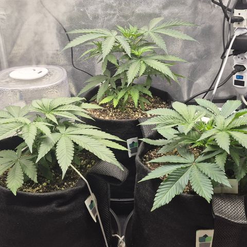 Power Flower growlog timeline photo
