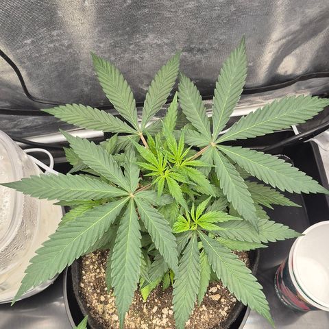 Power Flower growlog timeline photo
