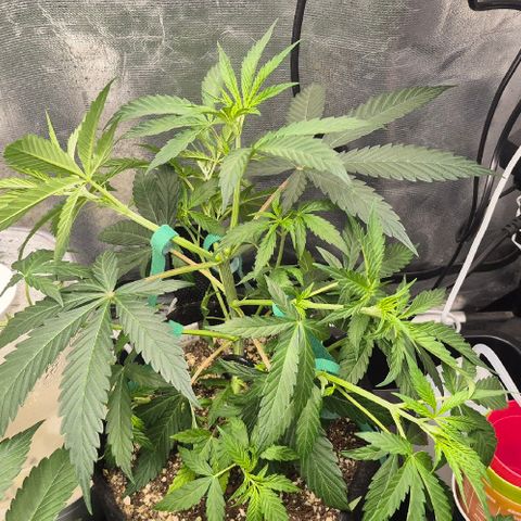 Power Flower growlog timeline photo