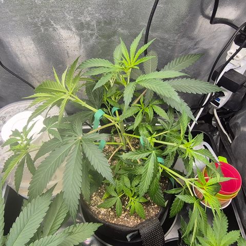 Power Flower growlog timeline photo