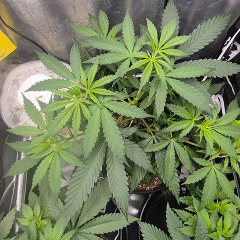 Power Flower growlog timeline photo